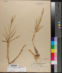 Panicum repens image