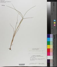 Panicum repens image