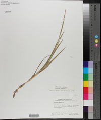 Panicum repens image