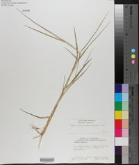 Panicum repens image