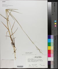 Panicum repens image