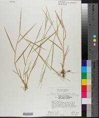 Panicum repens image
