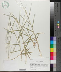 Panicum repens image