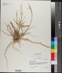 Panicum repens image