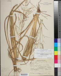 Coleataenia longifolia image