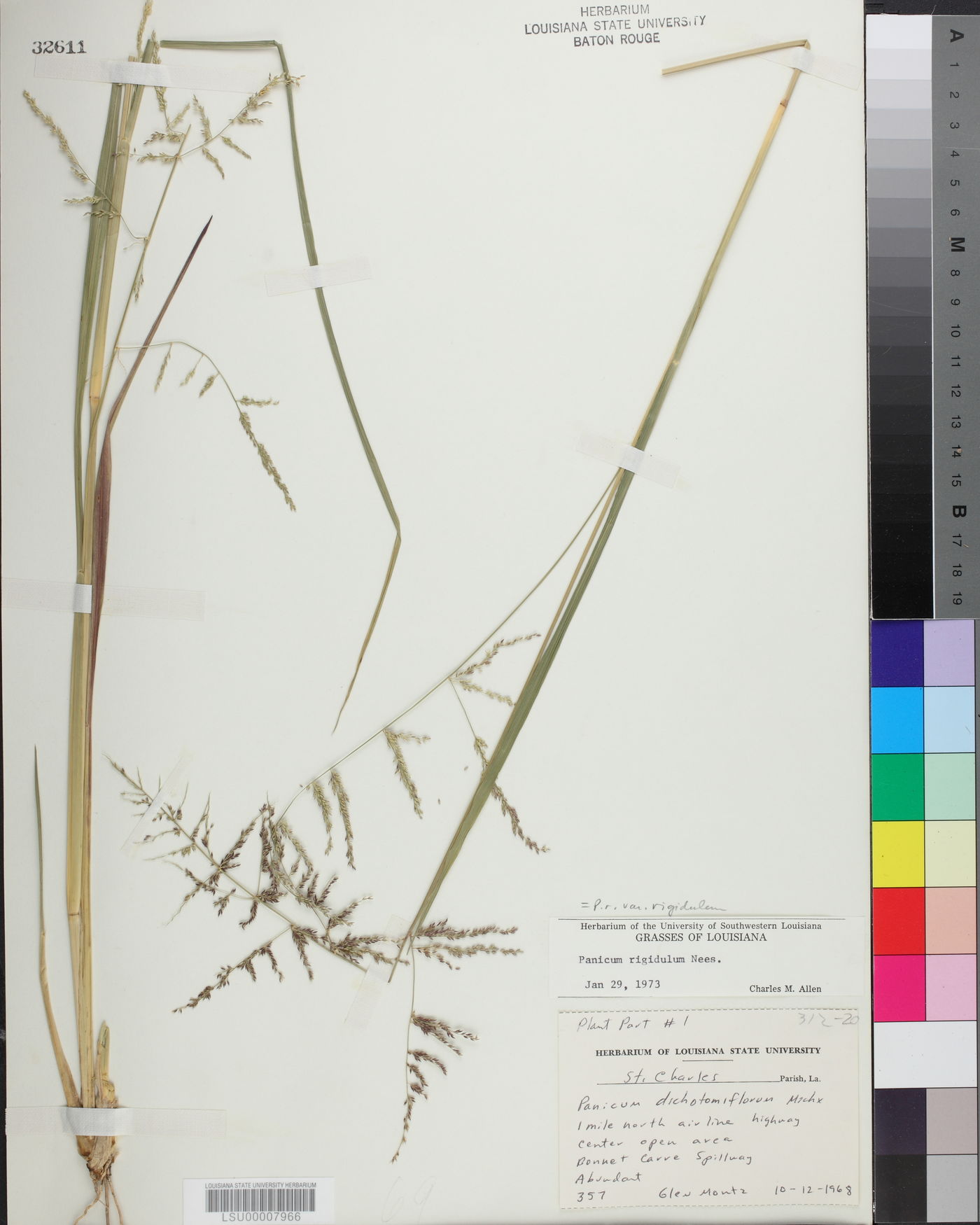 Coleataenia rigidula subsp. rigidula image