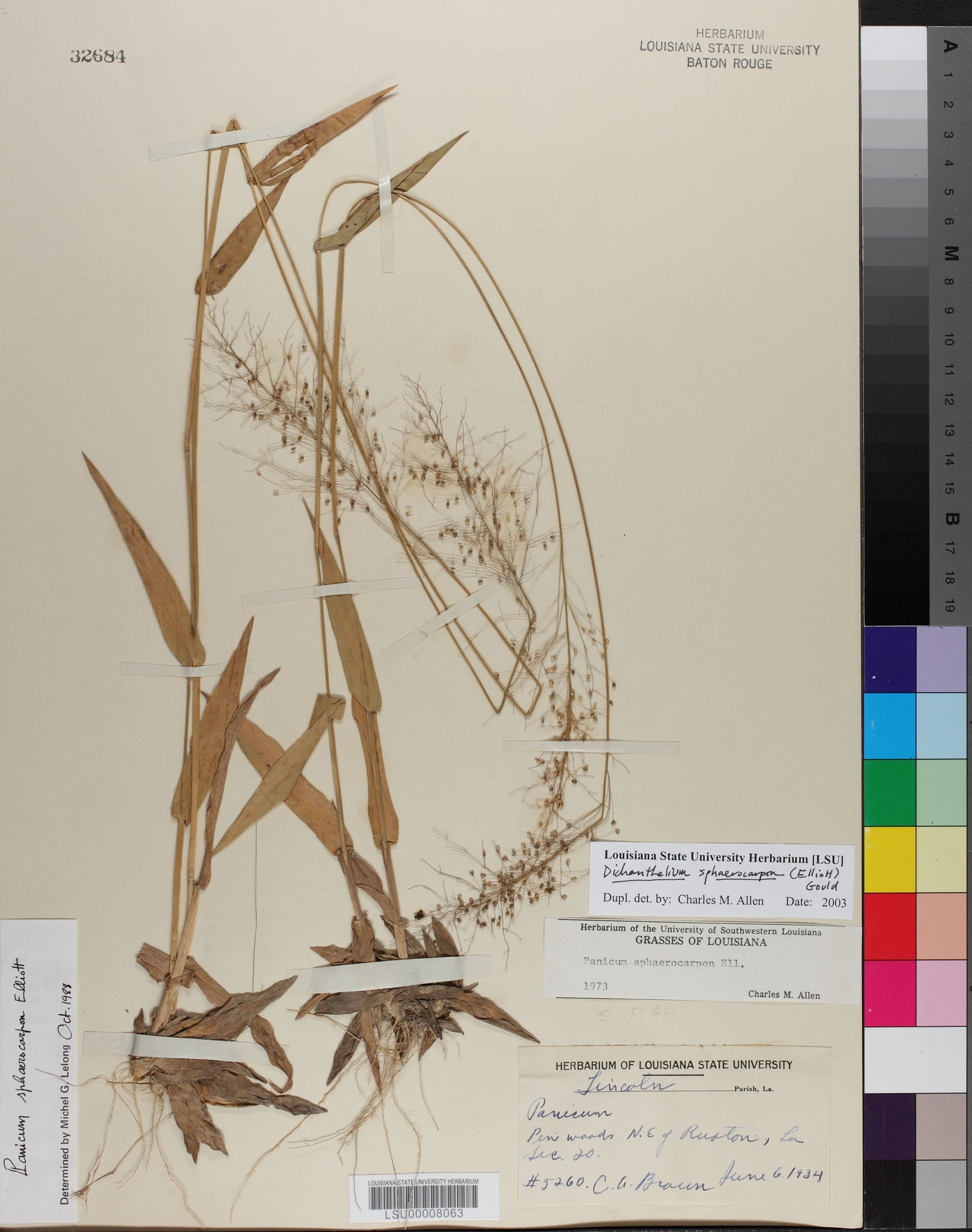 Dichanthelium sphaerocarpon image