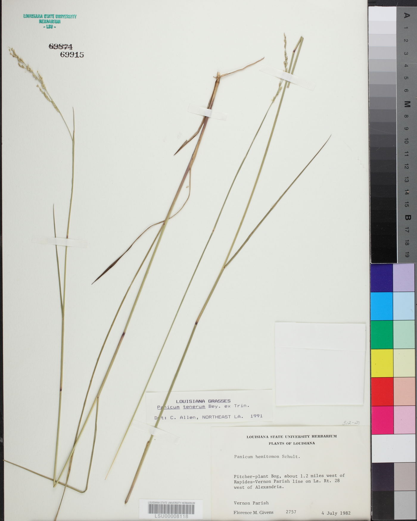 Panicum tenerum image