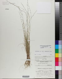 Aristida longespica image