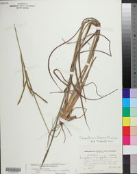 Paspalum laeve image