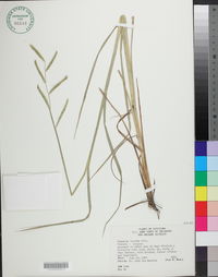 Paspalum denticulatum image