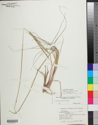 Paspalum notatum image