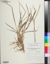 Paspalum notatum image