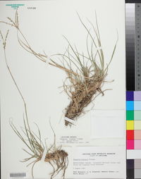 Paspalum notatum image