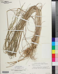 Paspalum notatum image