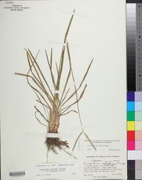 Paspalum notatum image