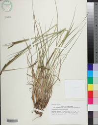 Paspalum plicatulum image