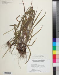 Paspalum setaceum var. muhlenbergii image