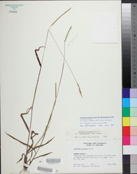 Paspalum setaceum var. muhlenbergii image