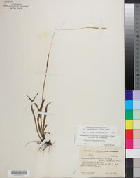 Paspalum setaceum var. muhlenbergii image