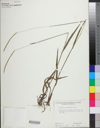 Paspalum setaceum var. muhlenbergii image