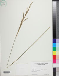 Paspalum urvillei image