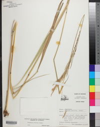 Paspalum urvillei image