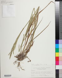 Paspalum urvillei image