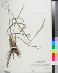 Paspalum urvillei image