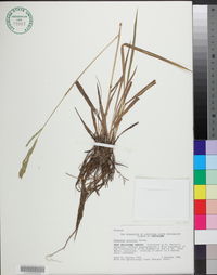 Paspalum urvillei image