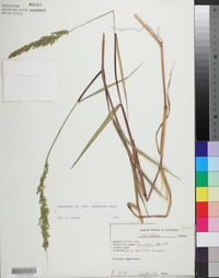 Sacciolepis striata image