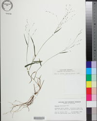 Kellochloa verrucosa image