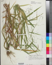 Kellochloa verrucosa image