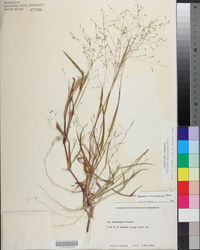 Kellochloa verrucosa image