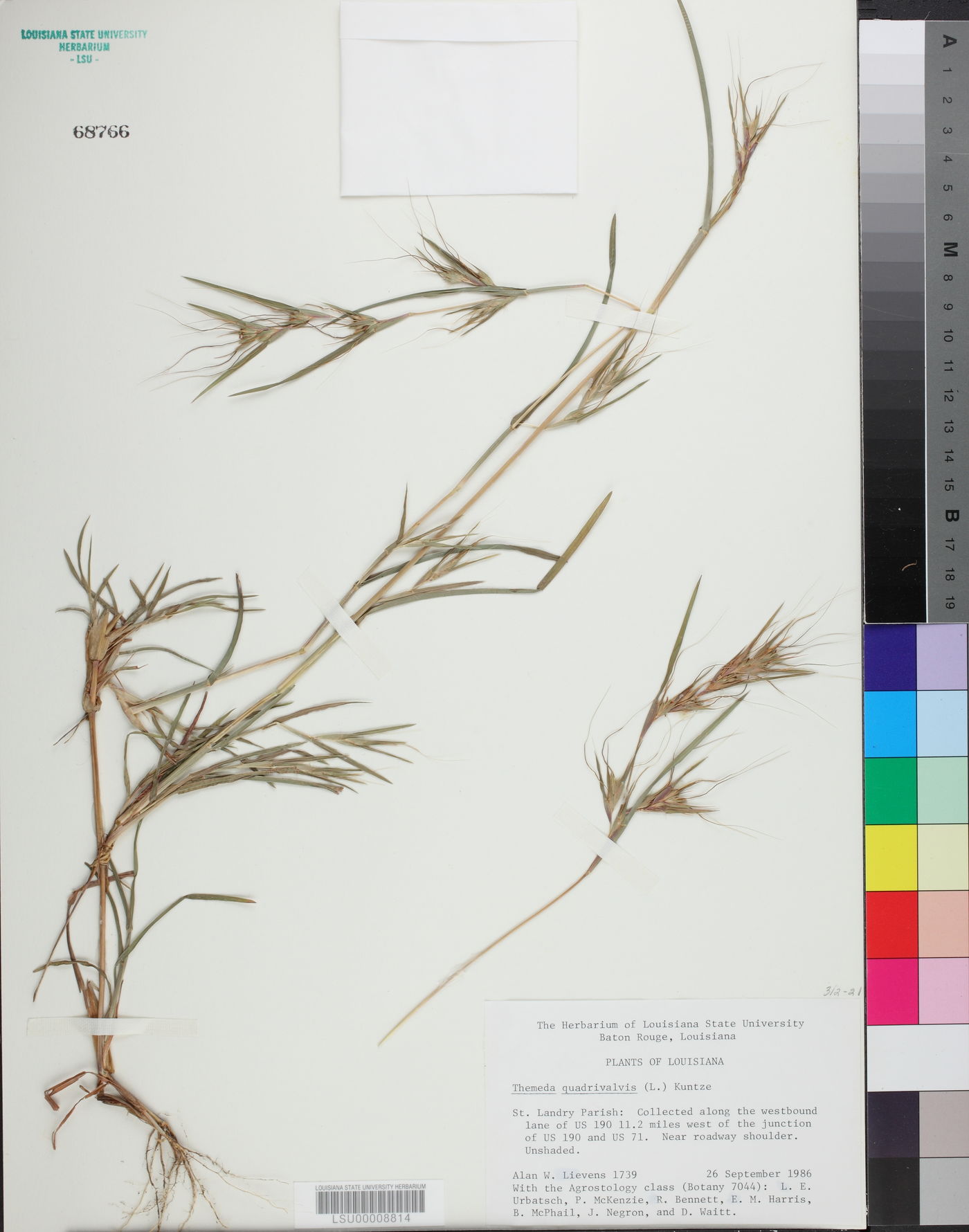 Themeda quadrivalvis image