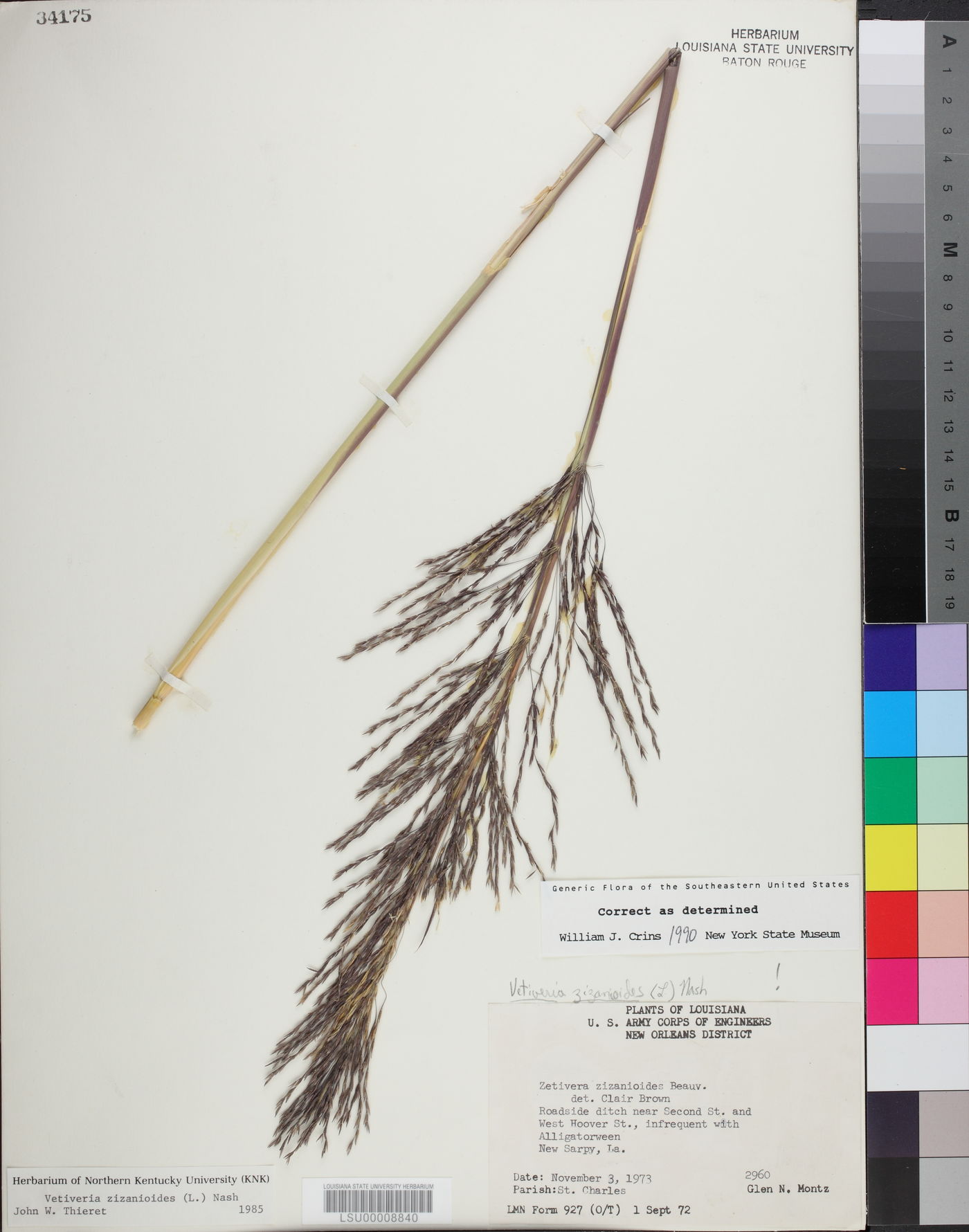 Chrysopogon zizanioides image