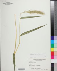 Echinochloa walteri image