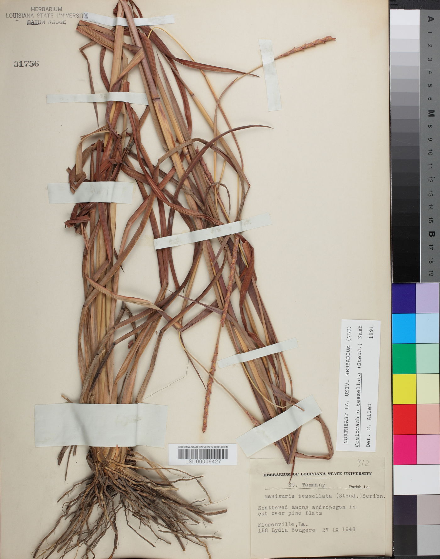 Coelorachis tessellata image