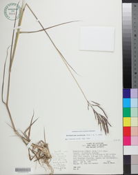 Dichanthium aristatum image