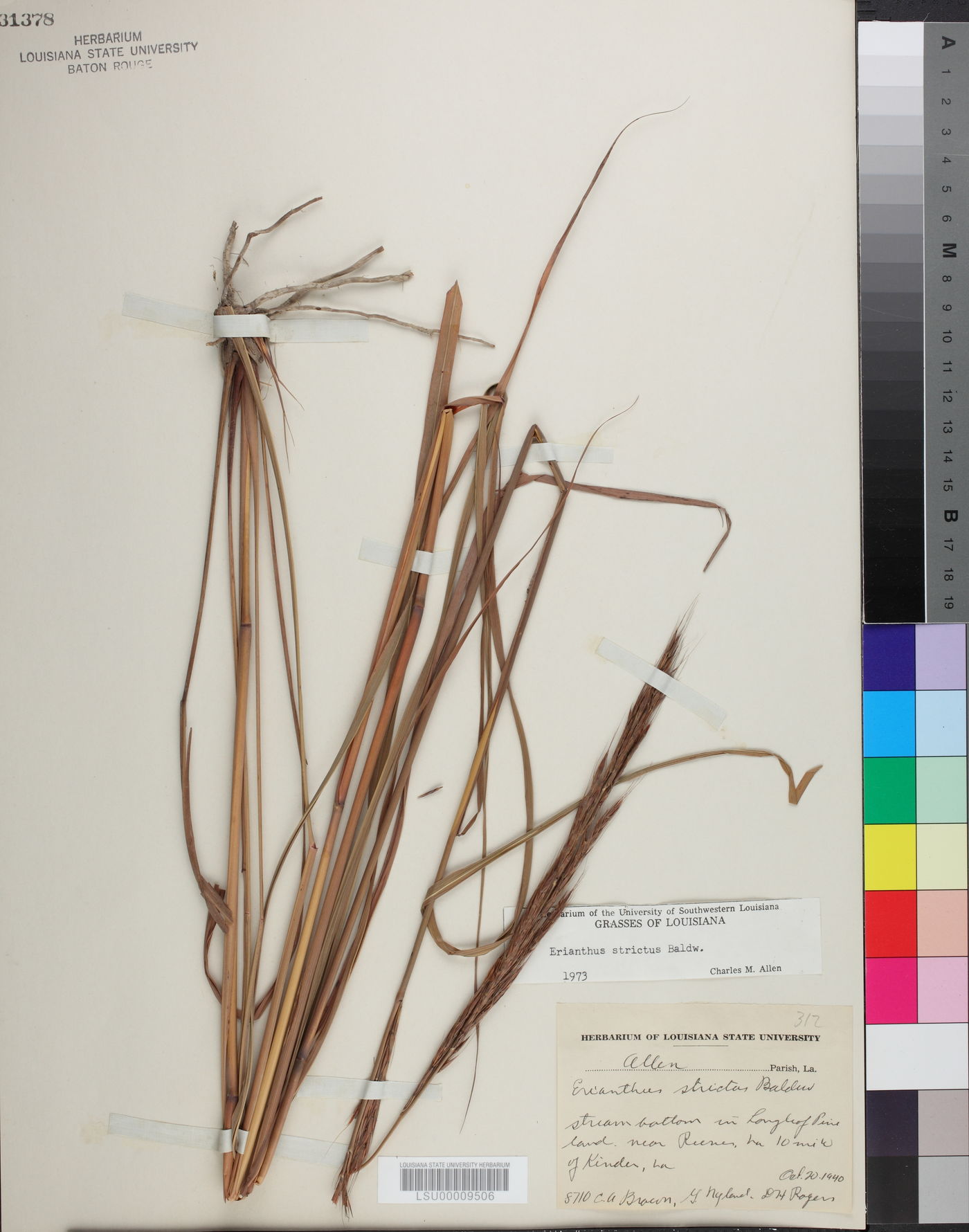 Saccharum baldwinii image