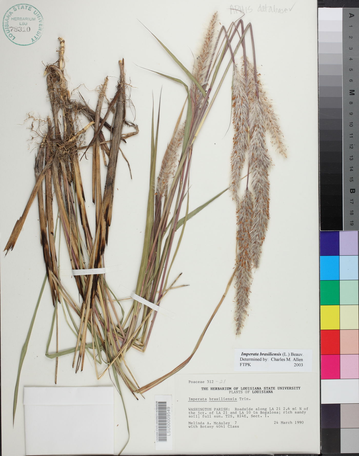 Imperata brasiliensis image