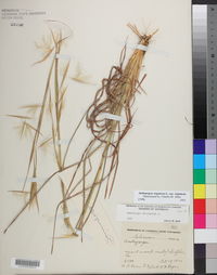 Andropogon virginicus var. virginicus image