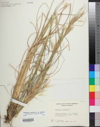 Andropogon virginicus var. virginicus image