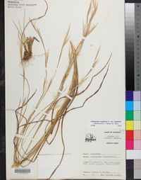 Andropogon virginicus var. virginicus image