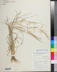 Andropogon virginicus var. virginicus image