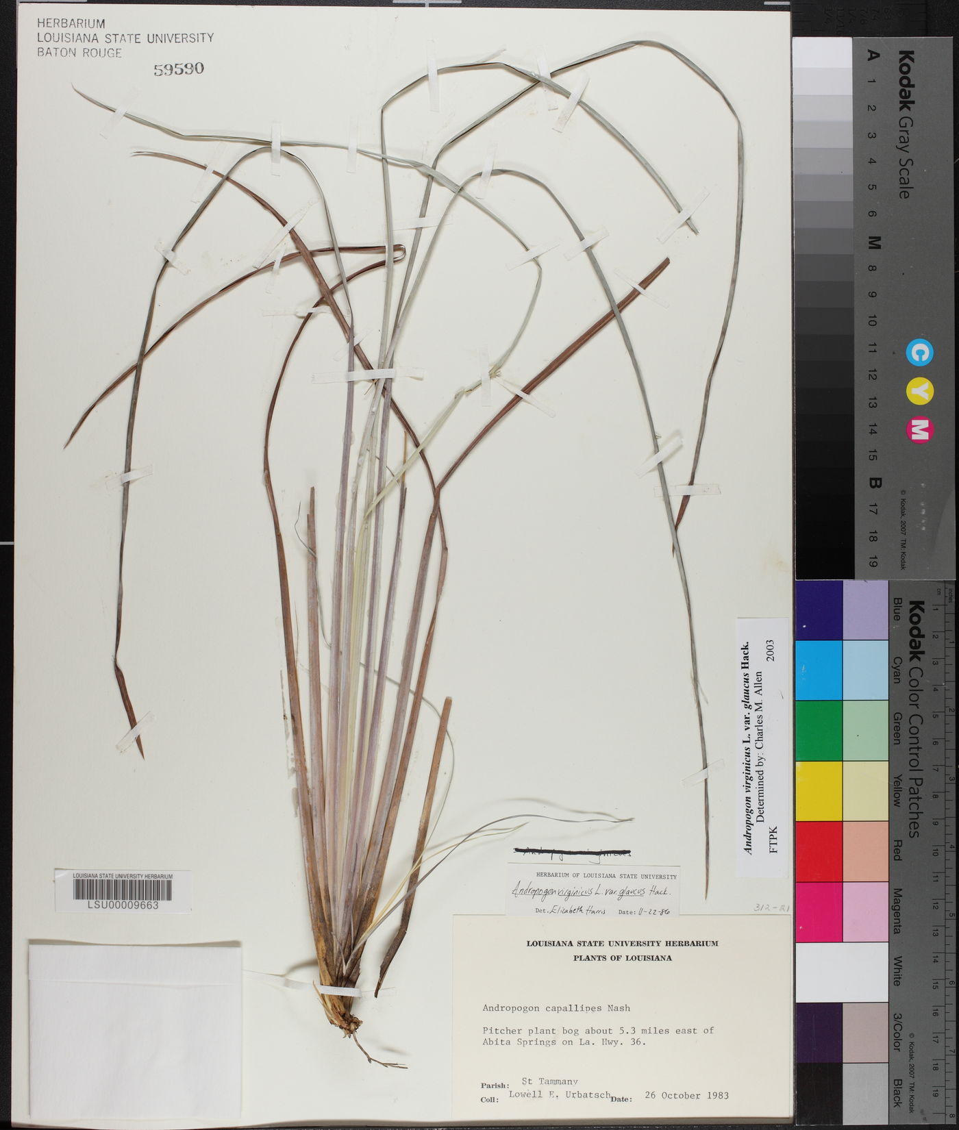 Andropogon capillipes image