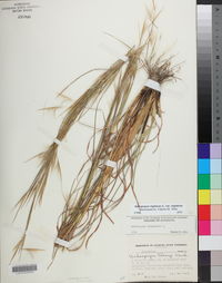 Andropogon virginicus var. virginicus image