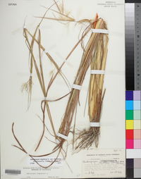 Andropogon virginicus var. virginicus image