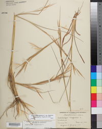 Andropogon virginicus var. virginicus image