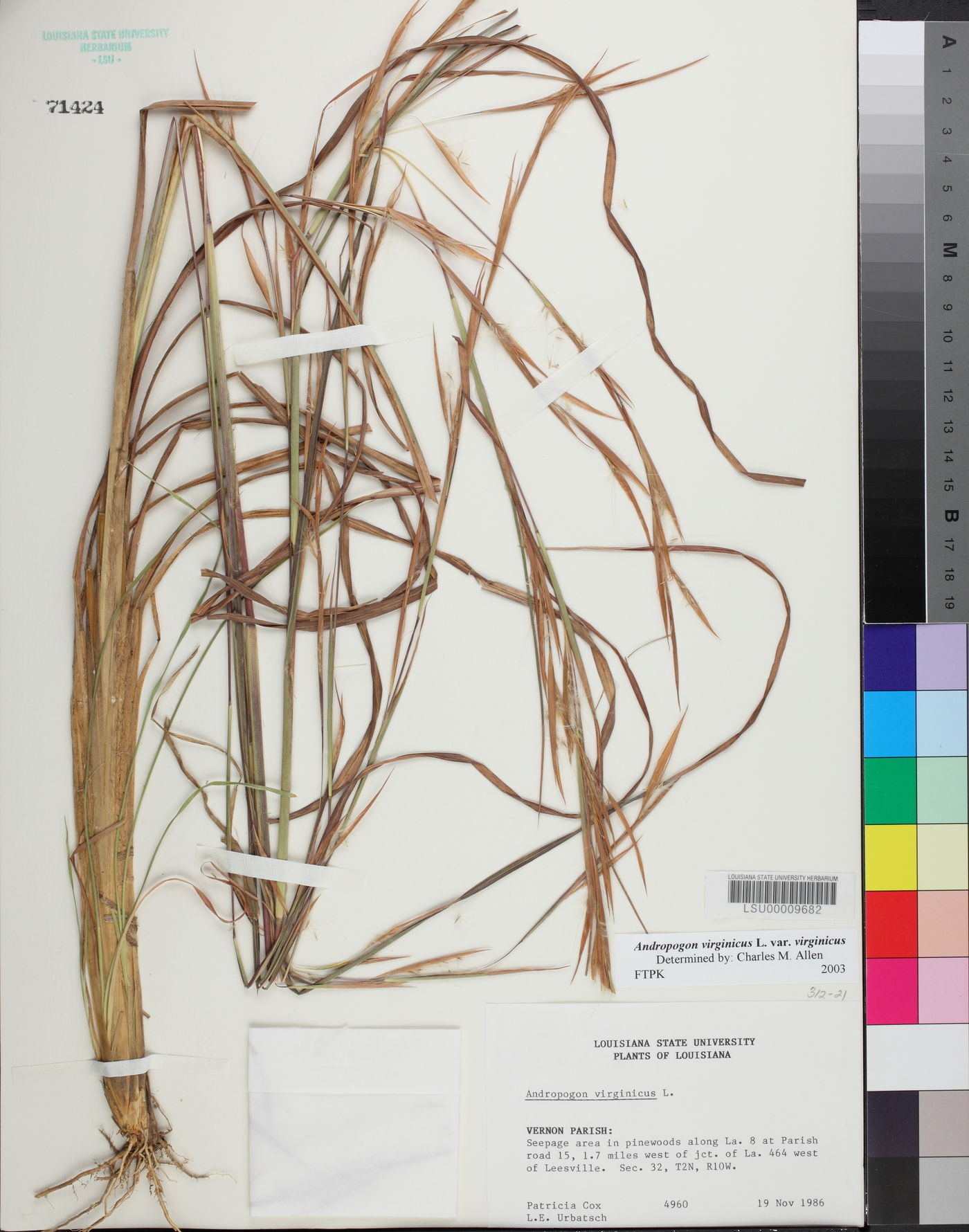 Andropogon virginicus var. virginicus image